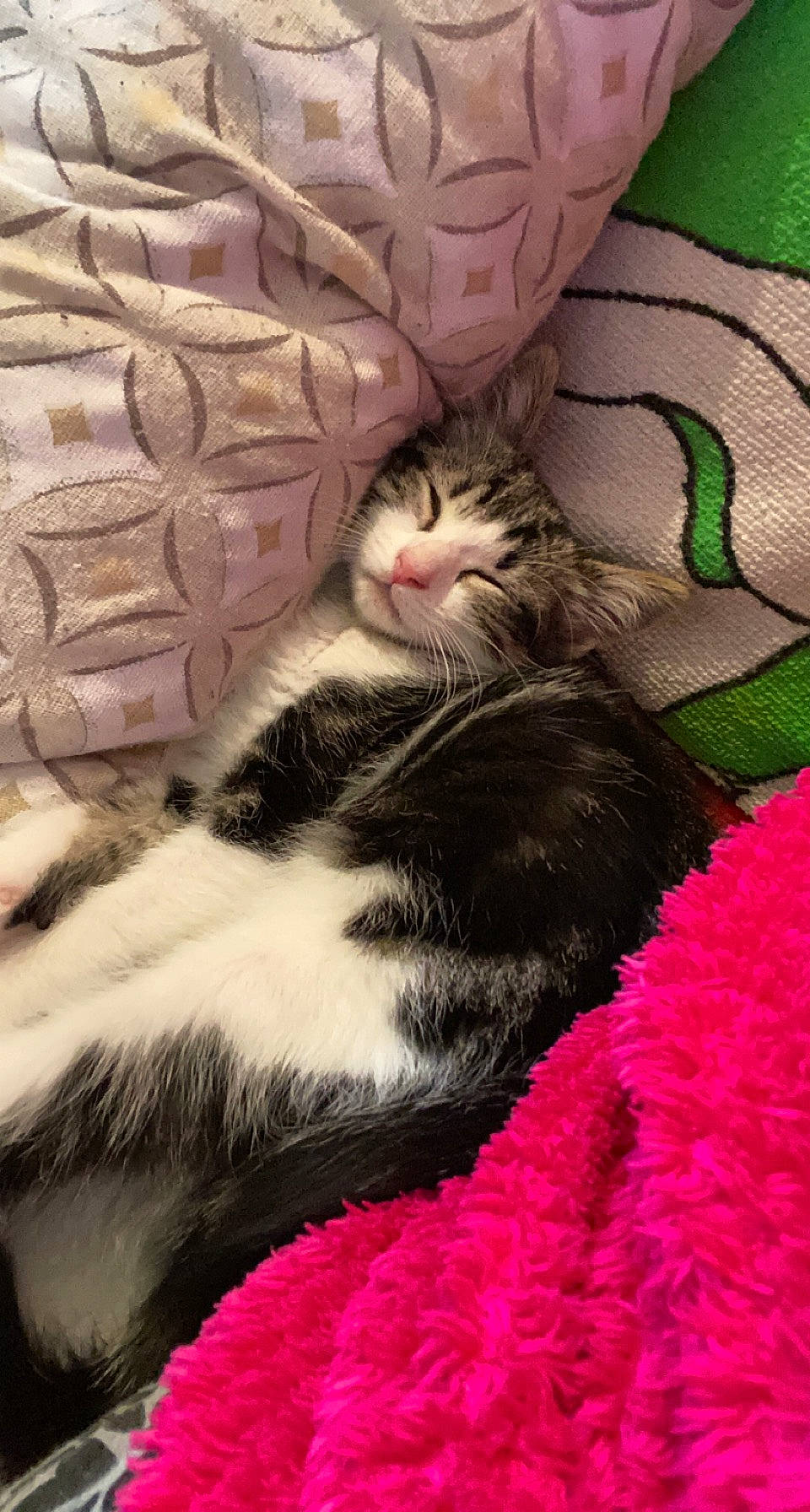 Switch participe au concours pour gagner de l'argent avec cette photo : bed, bedding, carnivore, cat, claw, cloud, comfort, domestic_short_haired_cat, felidae, fur, grass, linens, magenta, nap, pattern, paw, pink, small_to_medium_sized_cats, tail, whiskers