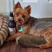 Barkley joined the competition — help win amazing prizes! dog, pet, indoor, cushion, bottle, wood_floor, door, curious, small_dog, brown_fur, black_nose, collar, tag, ears_up, relaxed, striped_bed, flooring, furniture, animal, companion