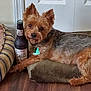 dog, pet, indoor, cushion, bottle, wood_floor, door, curious, small_dog, brown_fur, black_nose, collar, tag, ears_up, relaxed, striped_bed, flooring, furniture, animal, companion