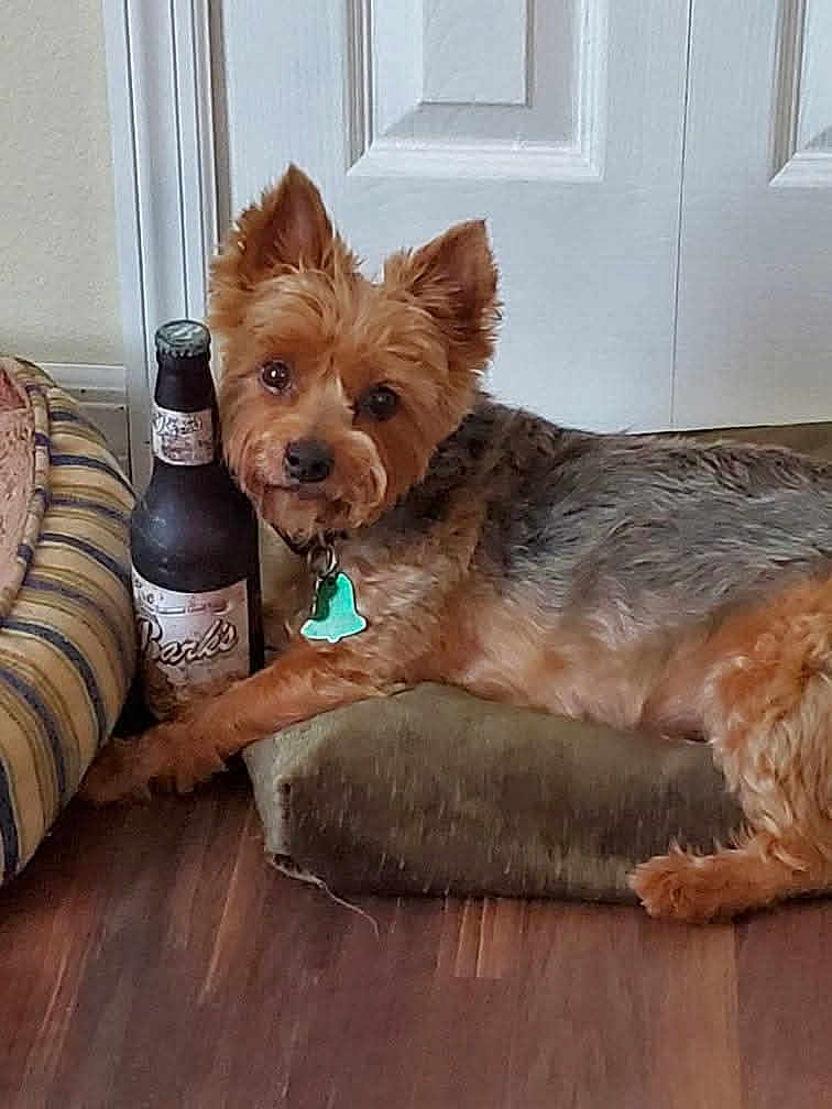 Barkley joined the competition — help win amazing prizes! dog, pet, indoor, cushion, bottle, wood_floor, door, curious, small_dog, brown_fur, black_nose, collar, tag, ears_up, relaxed, striped_bed, flooring, furniture, animal, companion