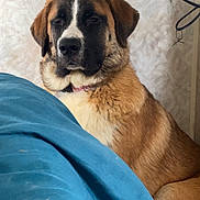 Anastasia is registered to the contest to win money with this photo: dog, animal, pet, brown_fur, white_fur, black_fur, collar, indoor, wall, blanket, cushion, furniture, resting, calm, large_dog, ears, snout, fur, portrait, closeup