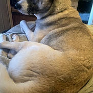 Blizzard joined the competition — help win amazing prizes! animal, bed, blanket, blue_eyes, canine, comfort, companion, cozy, dog, domestic, fur, household, indoor, looking_away, mammal, pet, portrait, relaxed, resting, side_view