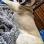 animal, bed, blanket, blue_eyes, canine, clothing, comfort, cozy, dog, ears, fur, furniture, husky, indoors, laying_down, looking_back, pet, resting, textured_blanket, wooden_drawer
