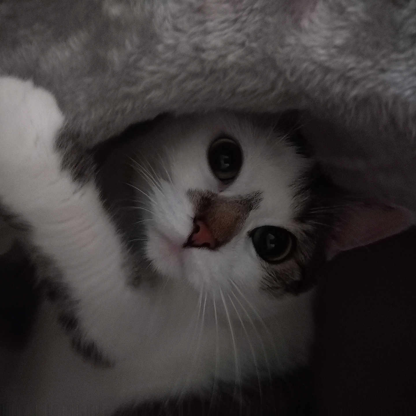 Ruby participe au concours pour gagner de l'argent avec cette photo : abyssinian, angora, animal, blanket, bodypart, cat, kitten, manx, mouth, person, pet, siamese