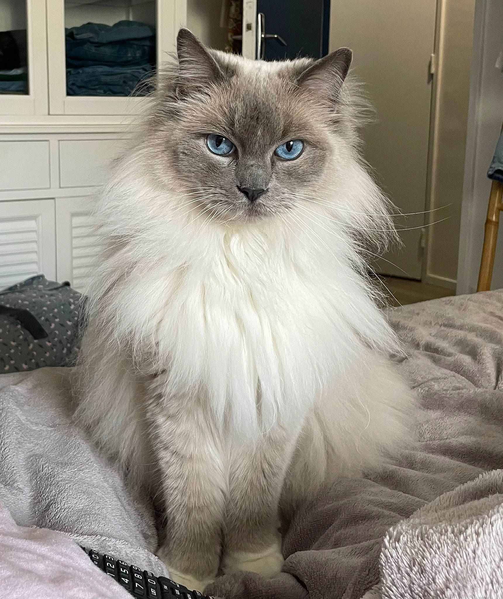 Mebsy participe au concours pour gagner de l'argent avec cette photo : british_longhair, carnivore, cat, comfort, door, electric_blue, fashion_accessory, fawn, felidae, formal_wear, fur, grey, persian, ragdoll, small_to_medium_sized_cats, snout, tail, terrestrial_animal, whiskers