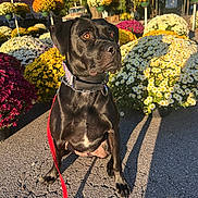 Rayne is registered to the contest to win money with this photo: dog, black_dog, leash, flowers, potted_plants, outdoor, sunlight, shadow, asphalt, nature, pet, animal, garden, yellow_flowers, white_flowers, purple_flowers, red_leash, collar, sitting, daytime