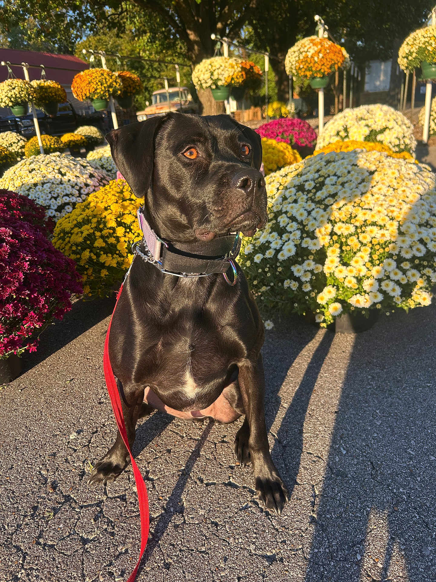 Rayne is registered to the contest to win money with this photo: dog, black_dog, leash, flowers, potted_plants, outdoor, sunlight, shadow, asphalt, nature, pet, animal, garden, yellow_flowers, white_flowers, purple_flowers, red_leash, collar, sitting, daytime