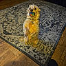 animal, ball, carpet, collar, cozy, cute, dog, footwear, fur, home, indoor, looking_up, pet, playing, rug, slipper, small_dog, toy, waiting, wooden_floor