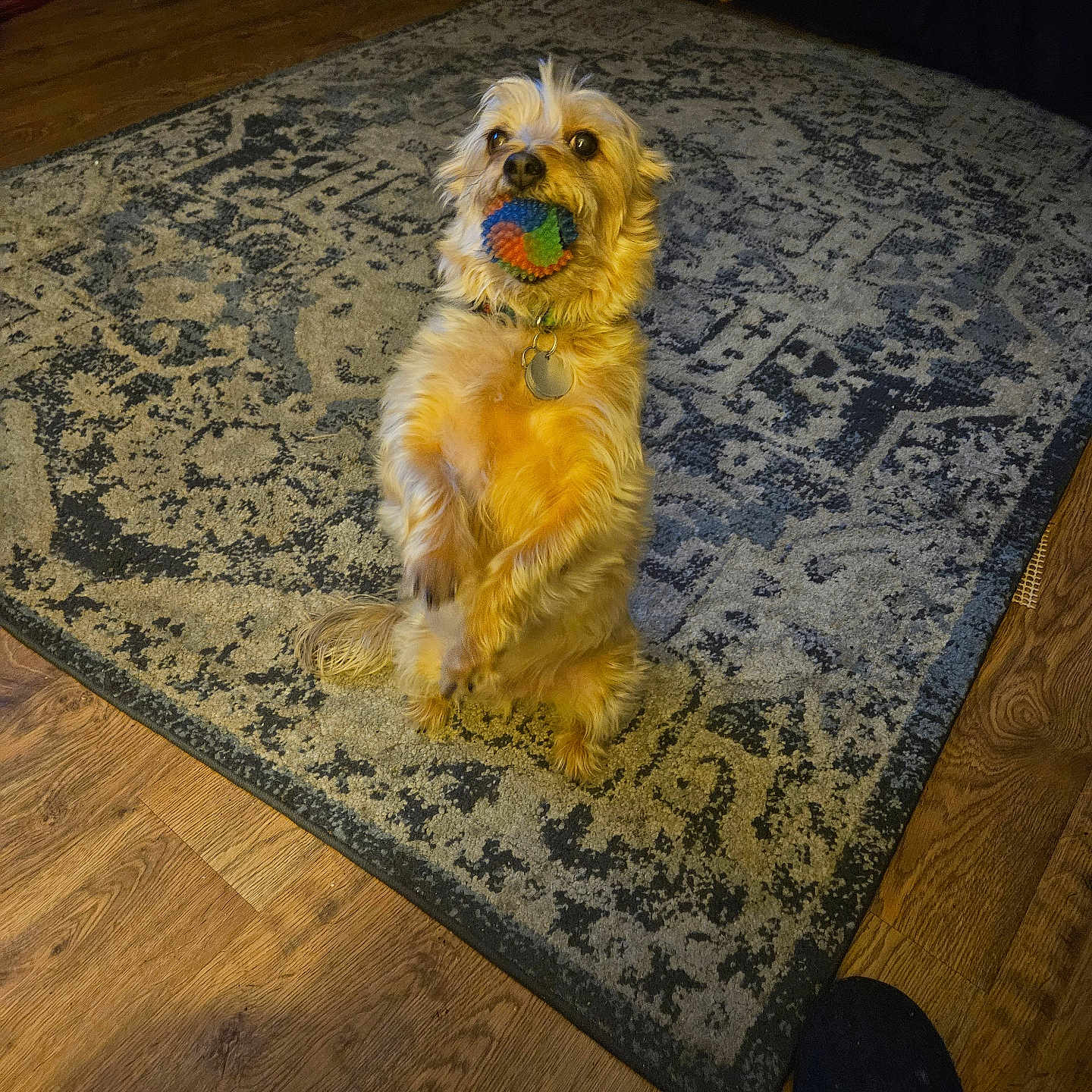 Chewy