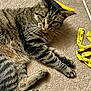 Chase is registered to the contest to win money with this photo: animal, carpet, cat, close_up, cute, domestic_animal, ears, feline, fur, indoor, laying_down, measuring_tape, paws, pet, playful, relaxed, striped, tabby_cat, whiskers, yellow