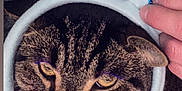 Chase is registered to the contest to win money with this photo: animal, blue_sequin, bunny_ears, cat, close_up, costume, cozy, cute, eyes, face, fur, hand, headband, indoor, pet, portrait, striped, tabby, unimpressed, whiskers