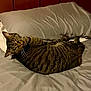 Chase is registered to the contest to win money with this photo: animal, bed, cat, cozy, cute, domestic, feline, fur, gray_sheets, household, indoor, mammal, pet, pillow, relaxed, resting, sleepy, striped, tabby, whiskers