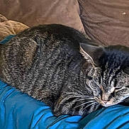 Chase joined the competition — help win amazing prizes! animal, blanket, cat, comfort, couch, cozy, cute, domestic, fur, furniture, home, indoor, mammal, pet, relaxation, resting, sleeping, striped, tabby, whiskers