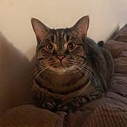 Chase joined the competition — help win amazing prizes! cat, tabby, indoor, pet, animal, feline, whiskers, ears, eyes, nose, paws, fur, curious, sitting, blanket, cozy, home, closeup, portrait, relaxed