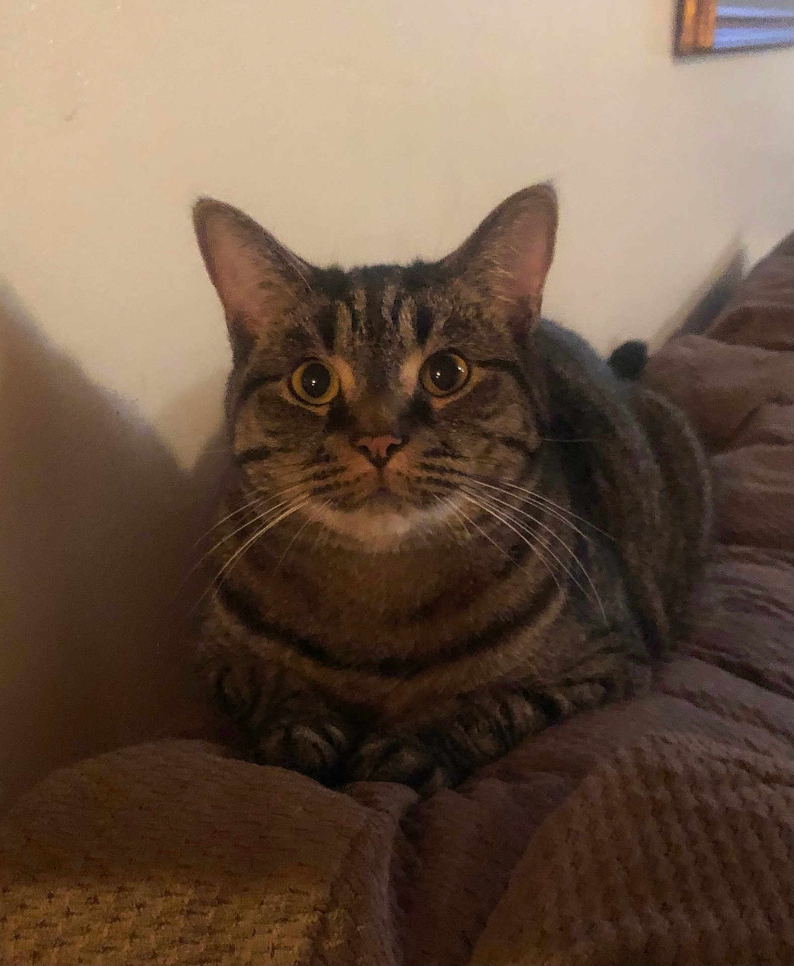 Chase joined the competition — help win amazing prizes! cat, tabby, indoor, pet, animal, feline, whiskers, ears, eyes, nose, paws, fur, curious, sitting, blanket, cozy, home, closeup, portrait, relaxed