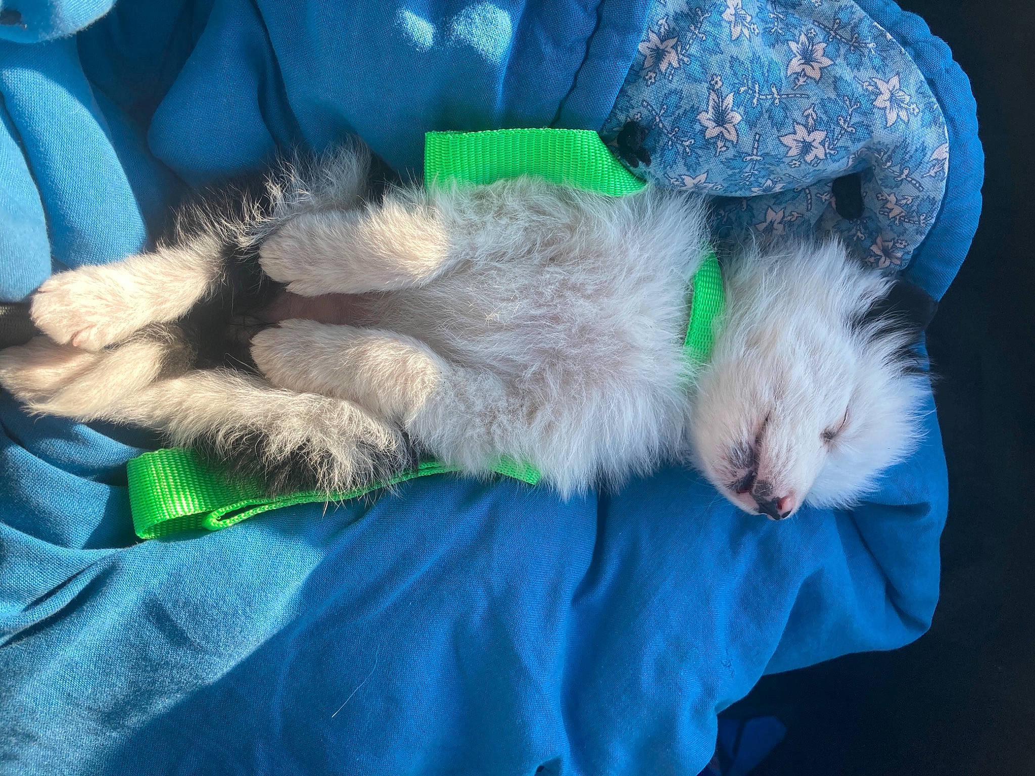 Azula is registered to the contest to win money with this photo: canidae, carnivore, cat, claw, dog_breed, fur, nap, puppy, sleep, tail