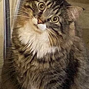 Louie is registered to the contest to win money with this photo: animal, cat, companion, curious, cute, domestic, ears, eyes, fluffy, fur, furry, head_tilt, indoor, mammal, pet, portrait, sitting, tabby, whiskers, white_paws