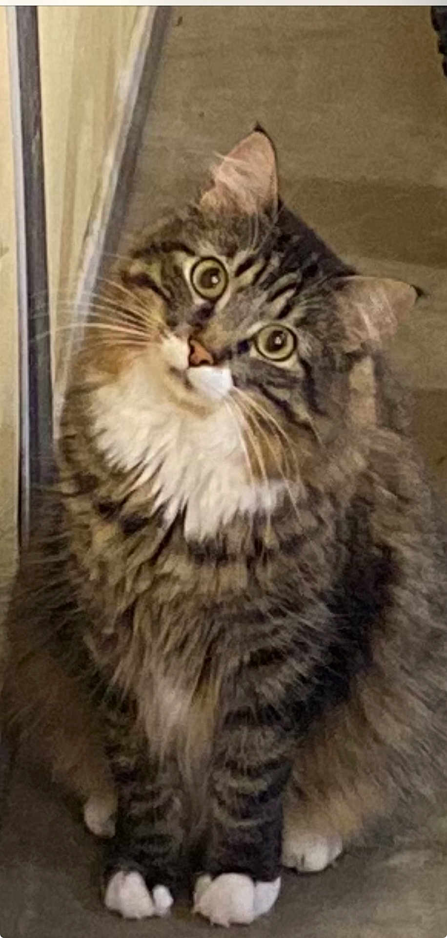 Louie