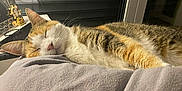 Fiona participe au concours pour gagner de l'argent avec cette photo : animal, blanket, calico, cat, closeup, comfort, cozy, domestic_animal, feline, fur, indoor, pet, relaxation, resting, sleeping, soft, striped, tabby, warm_light, whiskers