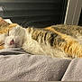 animal, blanket, calico, cat, closeup, comfort, cozy, domestic_animal, feline, fur, indoor, pet, relaxation, resting, sleeping, soft, striped, tabby, warm_light, whiskers