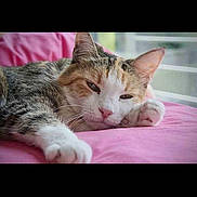 Fiona participe au concours pour gagner de l'argent avec cette photo : animal, calm, cat, closeup, cute, domestic_cat, feline, fur, indoor, orange_white, paw, pet, pink_blanket, relaxed, resting, sleepy, soft, tabby, whiskers, window_light