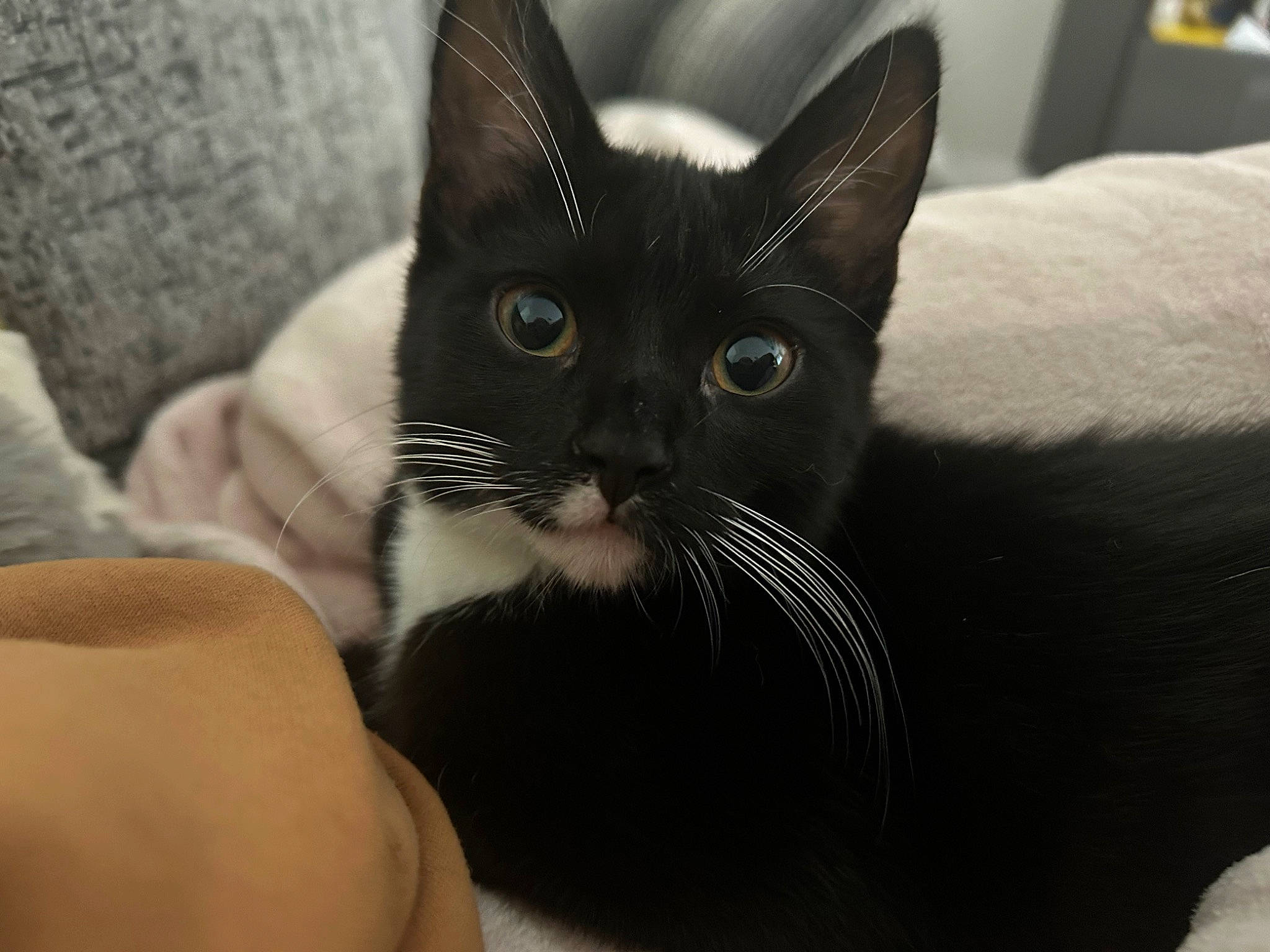 Bliss is registered to the contest to win money with this photo: carnivore, cat, cat_supply, claw, comfort, domestic_short_haired_cat, ear, felidae, fur, head, iris, small_to_medium_sized_cats, snout, terrestrial_animal, whiskers, window