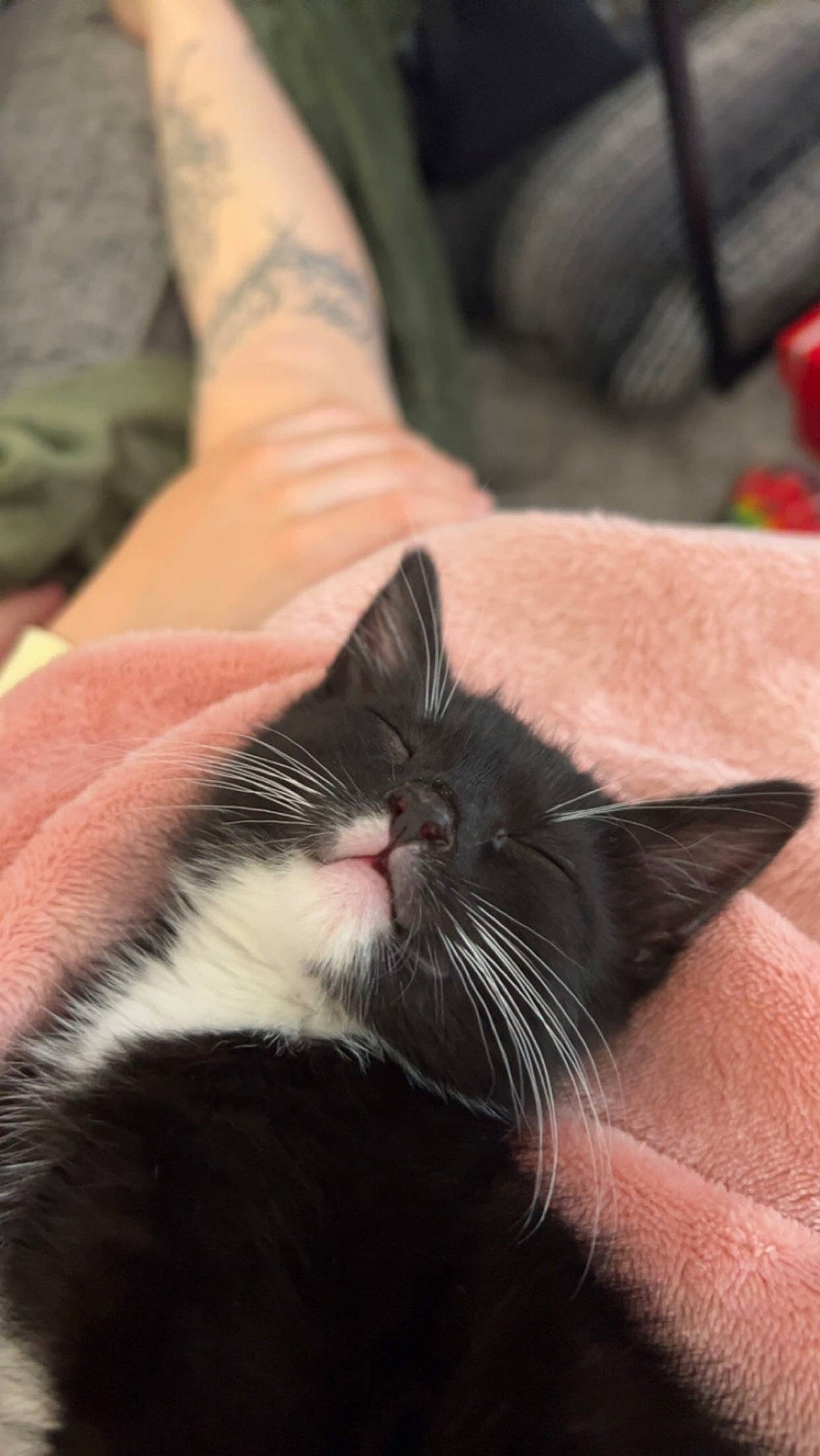 Bliss joined the competition — help win amazing prizes! carnivore, cat, claw, close_up, comfort, domestic_short_haired_cat, felidae, finger, flesh, foot, fur, gesture, human_leg, nail, nose, paw, small_to_medium_sized_cats, snout, thumb, whiskers