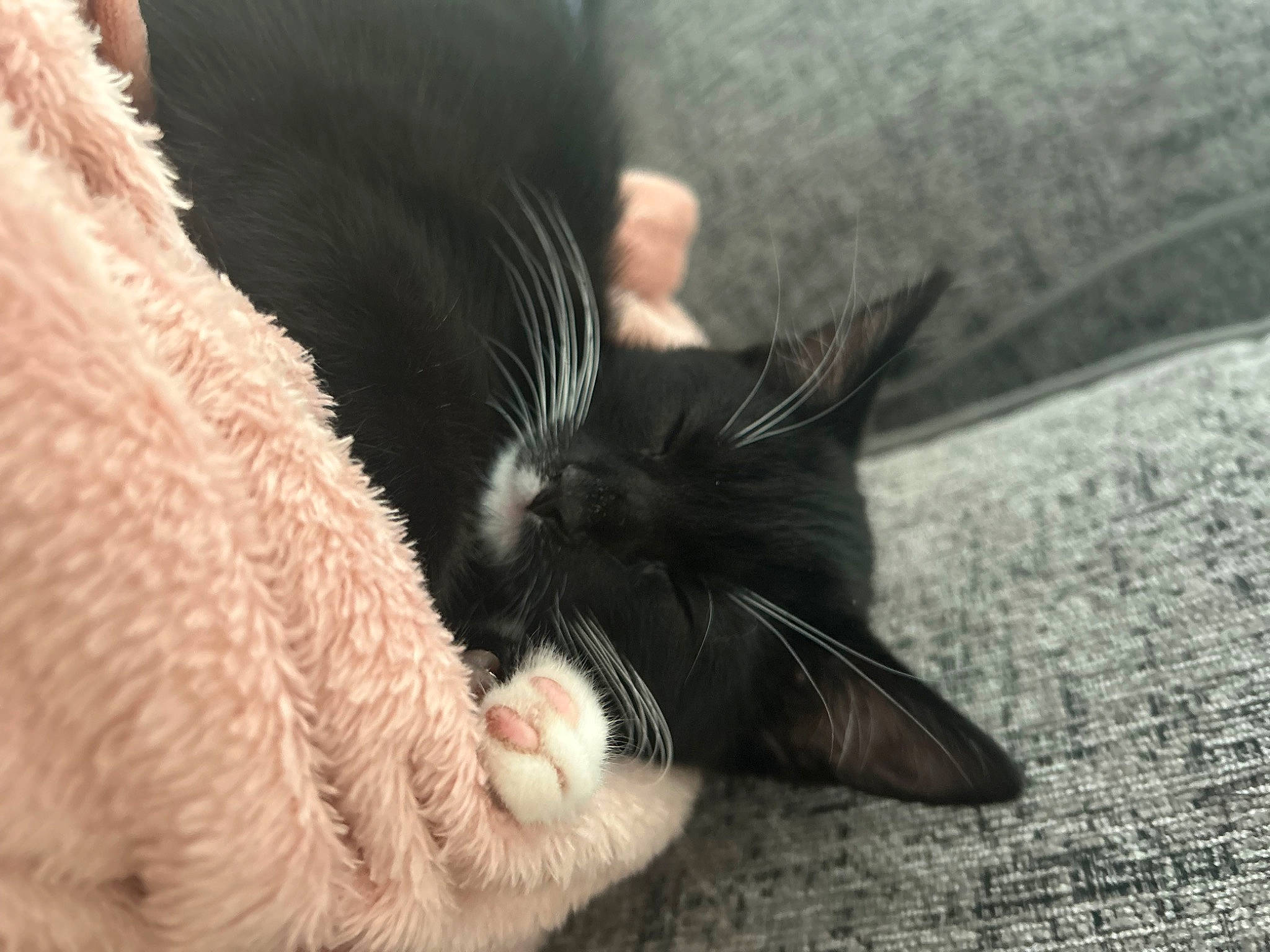 Bliss is registered to the contest to win money with this photo: black_cat, carnivore, cat, claw, close_up, comfort, domestic_short_haired_cat, ear, felidae, foot, fur, gesture, human_leg, nap, paw, small_to_medium_sized_cats, snout, tail, terrestrial_animal, whiskers