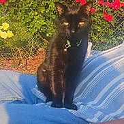 Lucky is registered to the contest to win money with this photo: black_cat, cat, pet, animal, outdoor, garden, flowers, red_flowers, yellow_flowers, person, hand, jeans, striped_shirt, fence, sunlight, lap, collar, bell, relaxation, nature