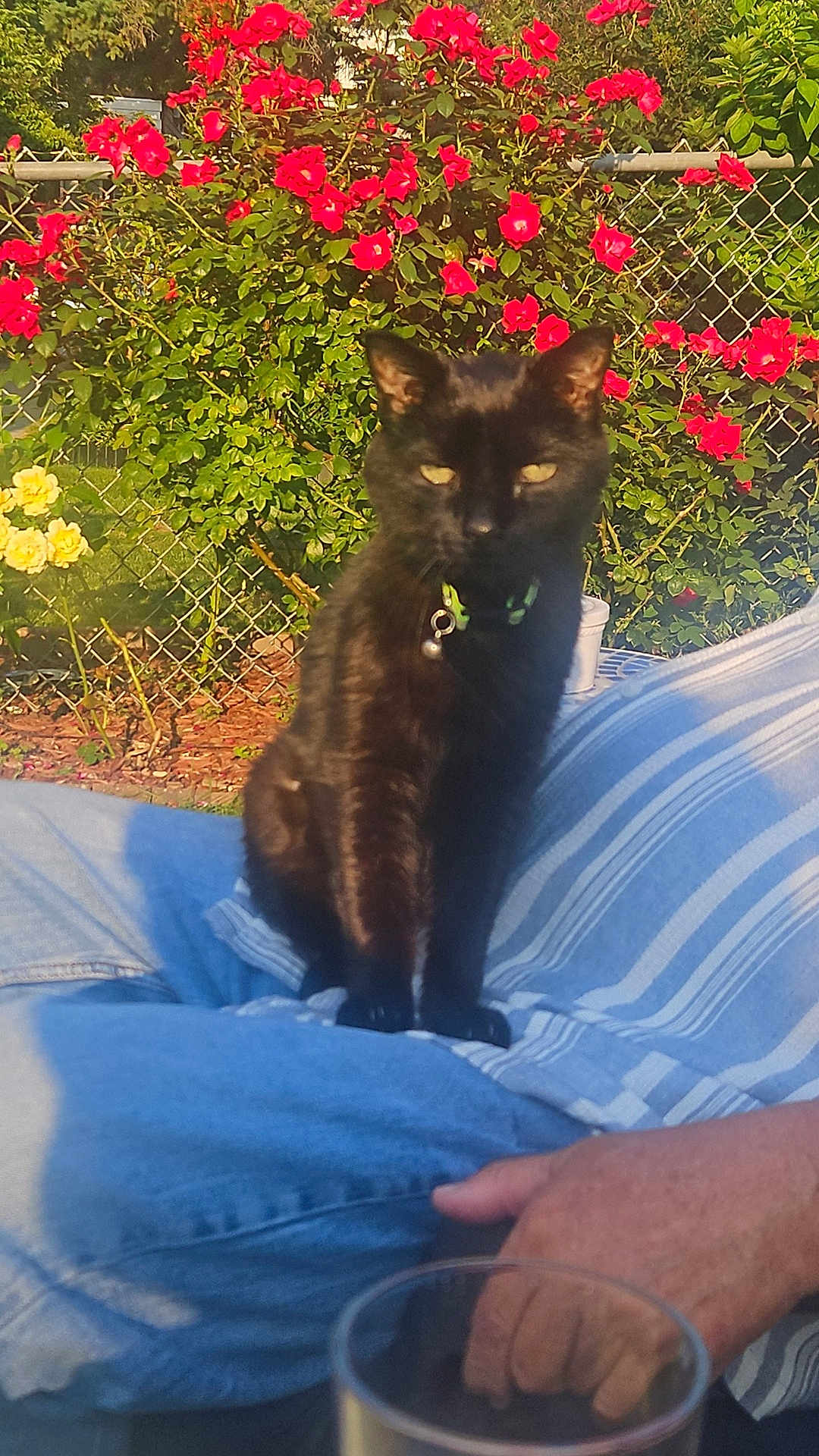 Lucky is registered to the contest to win money with this photo: black_cat, cat, pet, animal, outdoor, garden, flowers, red_flowers, yellow_flowers, person, hand, jeans, striped_shirt, fence, sunlight, lap, collar, bell, relaxation, nature