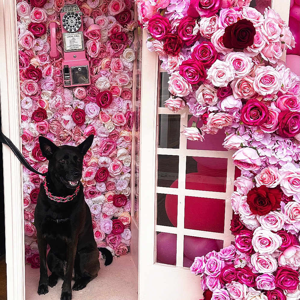 Syrah is registered to the contest to win money with this photo: animal, black_dog, calm, cute, decorated, dog, floral_arrangement, flowers, leash, open_door, outdoor, pet, pink, portrait, red, roses, sidewalk, sitting, telephone_booth, vintage