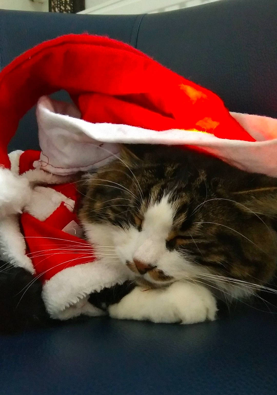 Captain a rejoint le concours — aidez-le/la à gagner de superbes lots ! carmine, carnivore, cat, claw, comfort, domestic_short_haired_cat, event, felidae, fur, lap, nap, paw, small_to_medium_sized_cats, snout, tail, whiskers