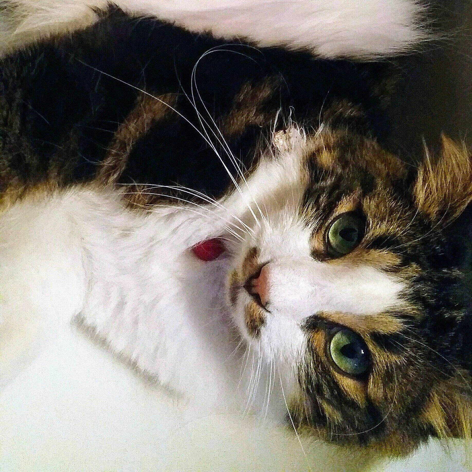 Captain a rejoint le concours — aidez-le/la à gagner de superbes lots ! carnivore, cat, claw, domestic_short_haired_cat, eyelash, felidae, fur, head, paw, photo_caption, small_to_medium_sized_cats, snout, tail, terrestrial_animal, whiskers, window