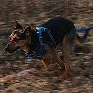 Lucas is registered to the contest to win money with this photo: dog, running, motion_blur, blue_harness, outdoor, brown_leaves, animal, pet, active, canine, nature, daylight, energetic, furry, speed, leash, muzzle, ears, tail, walking