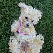 Bailey joined the competition — help win amazing prizes! adorable, animal, belly_up, closeup, cream_colored, cute, dog, fluffy, fur, garden, grass, lying_down, outdoor, paws_up, pet, pink_harness, playful, portrait, puppy, small_dog