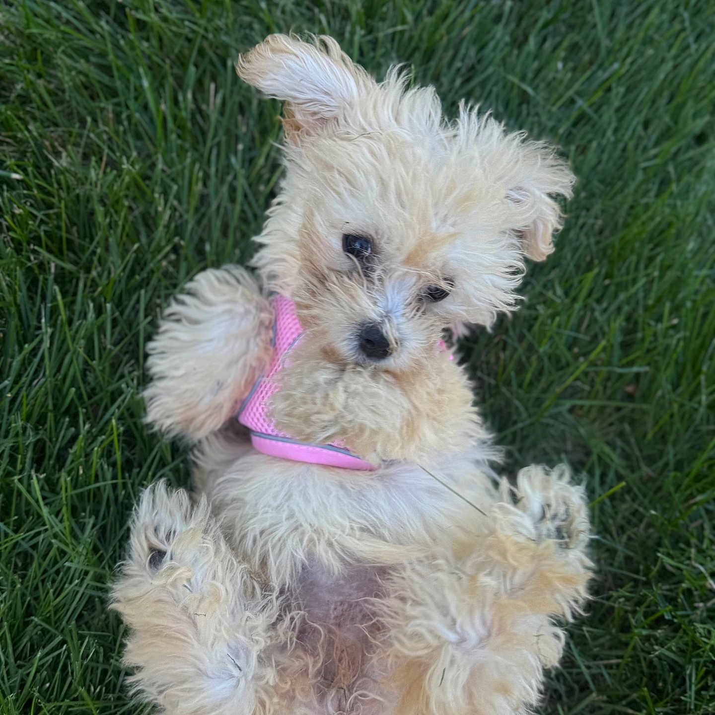 Bailey