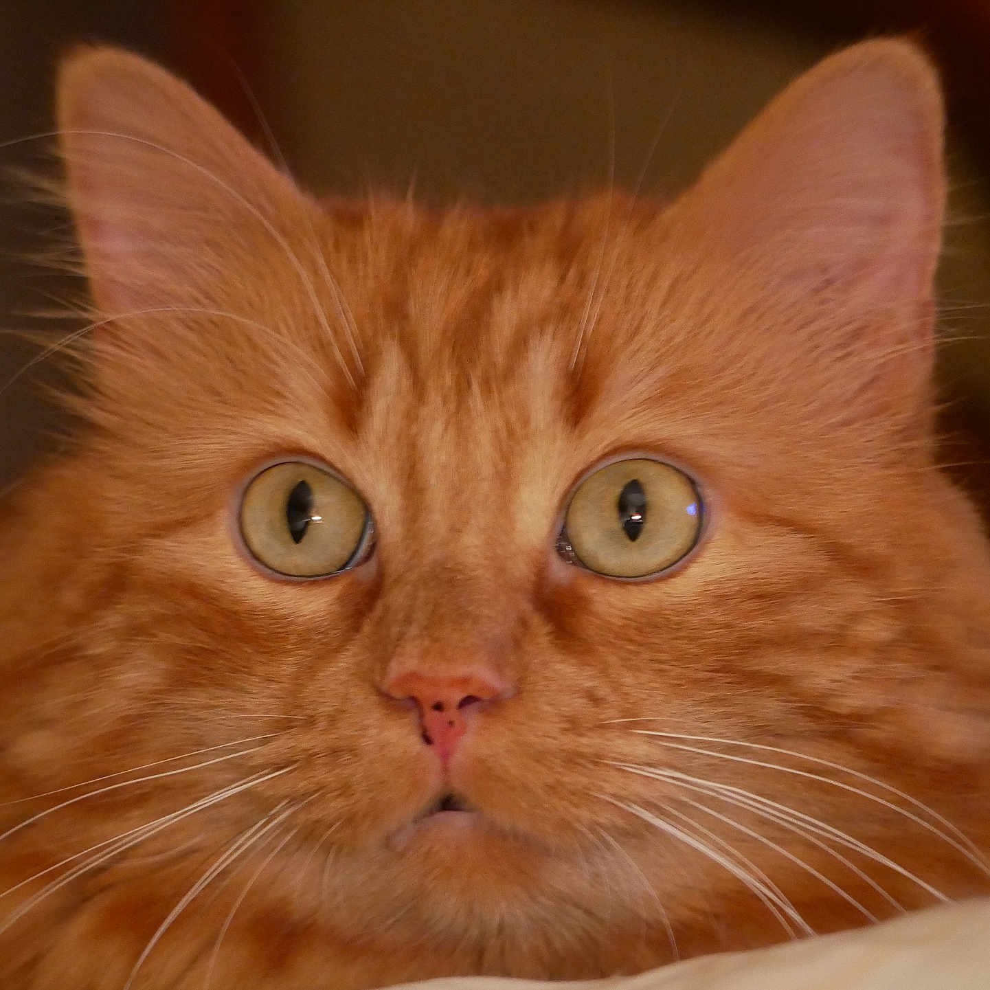 Ron participe au concours pour gagner de l'argent avec cette photo : animal, cat, close_up, curious, cute, ears, expression, eyes, face, feline, focus, fur, indoor, mammal, nose, orange_cat, pet, portrait, soft_light, whiskers