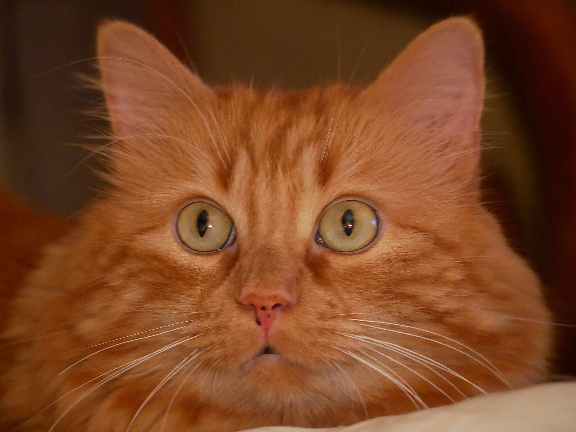 Ron participe au concours pour gagner de l'argent avec cette photo : cat, orange_cat, close_up, whiskers, fur, ears, eyes, pet, animal, feline, indoor, cute, curious, portrait, mammal, soft_light, face, nose, expression, focus
