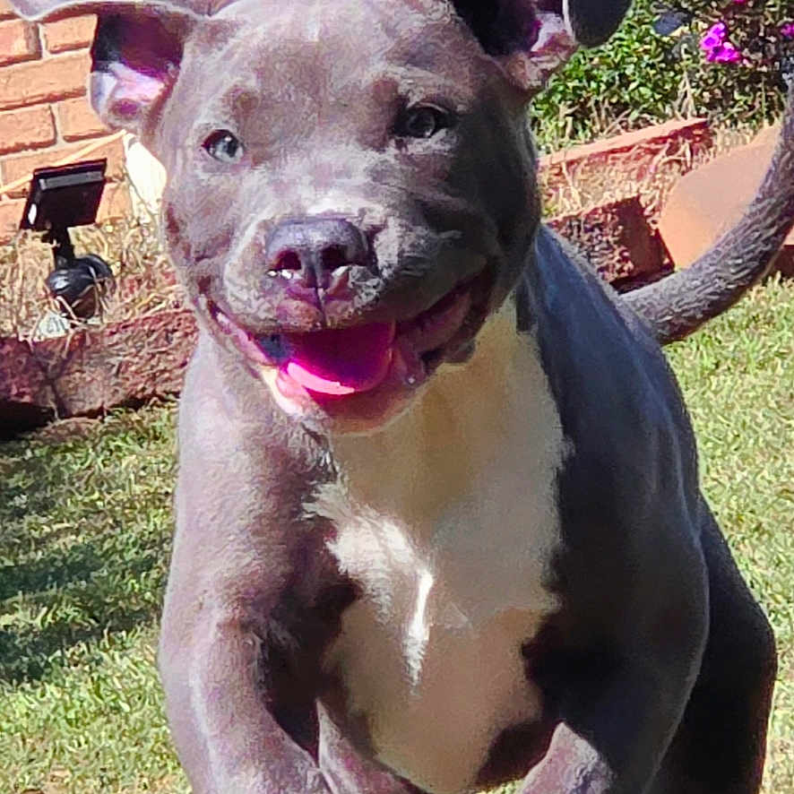 Tank Garland joined the competition — help win amazing prizes! animal, backyard, bulldog, canine, dog, face, grass, head, jar, nature, outdoors, person, pet, pitbull, plant, planter, pottedplant, puppy, purple, yard