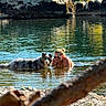 Umé a rejoint le concours — aidez-le/la à gagner de superbes lots ! dog, person, woman, swimming, water, lake, outdoors, nature, rocks, reflection, ripples, sunlight, herding_dog, fluffy_fur, wet_dog, sunglasses, swimsuit, shoreline, plants, foreground_branch
