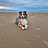 Umé participe au concours pour gagner de l'argent avec cette photo : dog, australian_shepherd, pet, beach, seashore, sand, ocean, sea, sky, clouds, outdoors, animal, fluffy, lying_down, sitting, happy, tongue_out, paws, portrait, nature