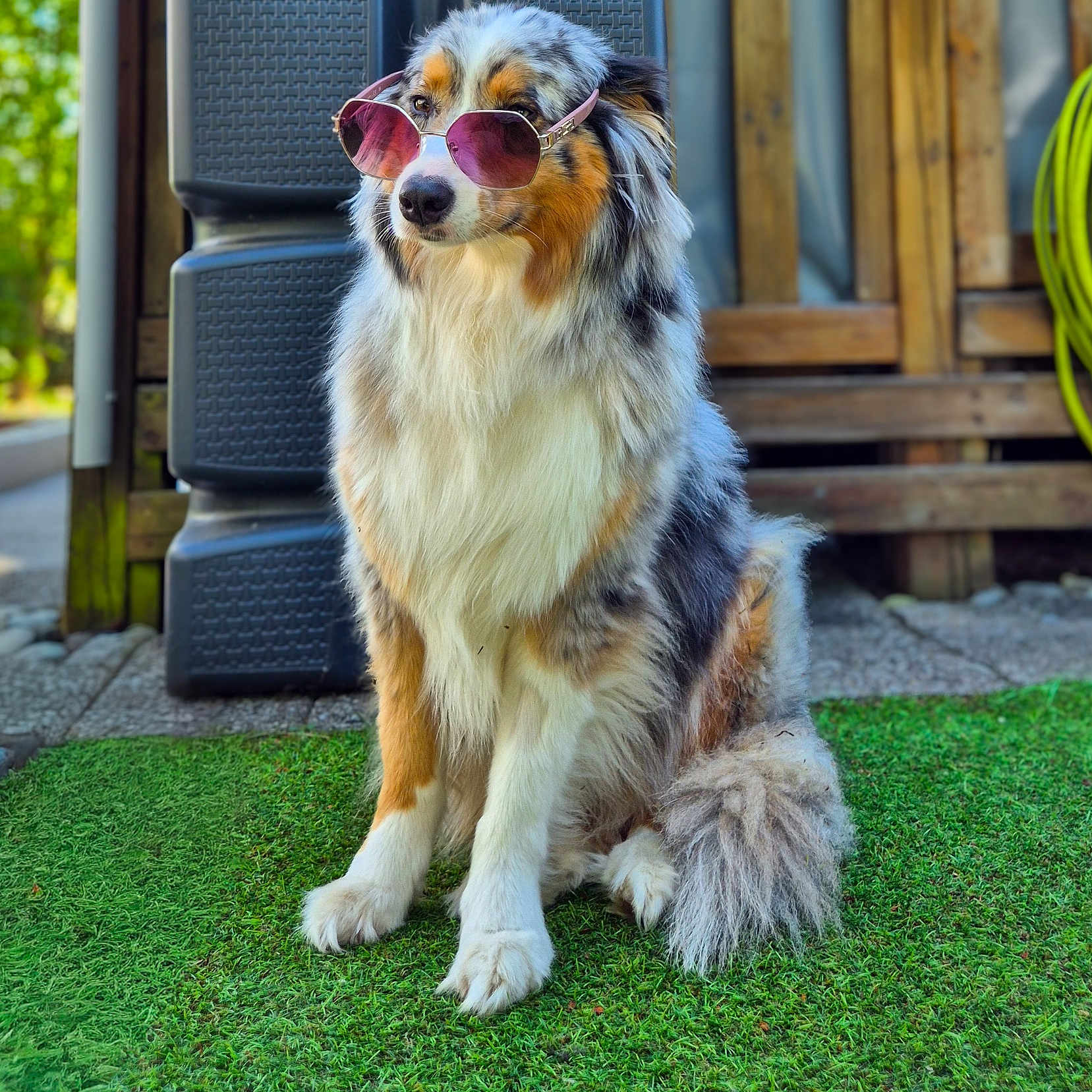 Umé a rejoint le concours — aidez-le/la à gagner de superbes lots ! dog, australian_shepherd, pet, sunglasses, fluffy, long_hair, tricolor, sitting, outdoor, grass, backyard, patio, chair, wooden_fence, portrait, animal, fashionable, funny, sunlight, photography
