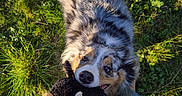 Umé participe au concours pour gagner de l'argent avec cette photo : dog, puppy, australian_shepherd, fluffy, merle_coat, blue_eyes, brown_eyes, face, nose, tongue, toy, plush_toy, rope, grass, garden, outdoor, sunlight, lap, cuddling, playful
