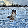 dog, australian_shepherd, snow, winter, outdoor, portrait, sitting, fluffy, long_hair, tricolor, blue_merle, tongue_out, pet, animal, field, trees, houses, cloudy_sky, snowy_landscape, nature