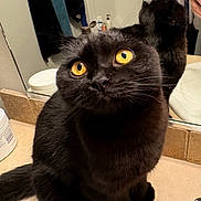 Dutchess is registered to the contest to win money with this photo: cat, black_cat, yellow_eyes, bathroom, mirror, reflection, countertop, toiletries, lotion_bottle, towel, curious, pet, feline, indoor, fur, whiskers, close_up, animal, domestic_animal, looking_up