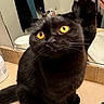 cat, black_cat, yellow_eyes, bathroom, mirror, reflection, countertop, toiletries, lotion_bottle, towel, curious, pet, feline, indoor, fur, whiskers, close_up, animal, domestic_animal, looking_up