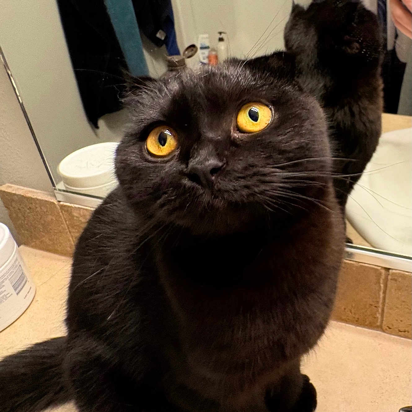 Dutchess is registered to the contest to win money with this photo: cat, black_cat, yellow_eyes, bathroom, mirror, reflection, countertop, toiletries, lotion_bottle, towel, curious, pet, feline, indoor, fur, whiskers, close_up, animal, domestic_animal, looking_up