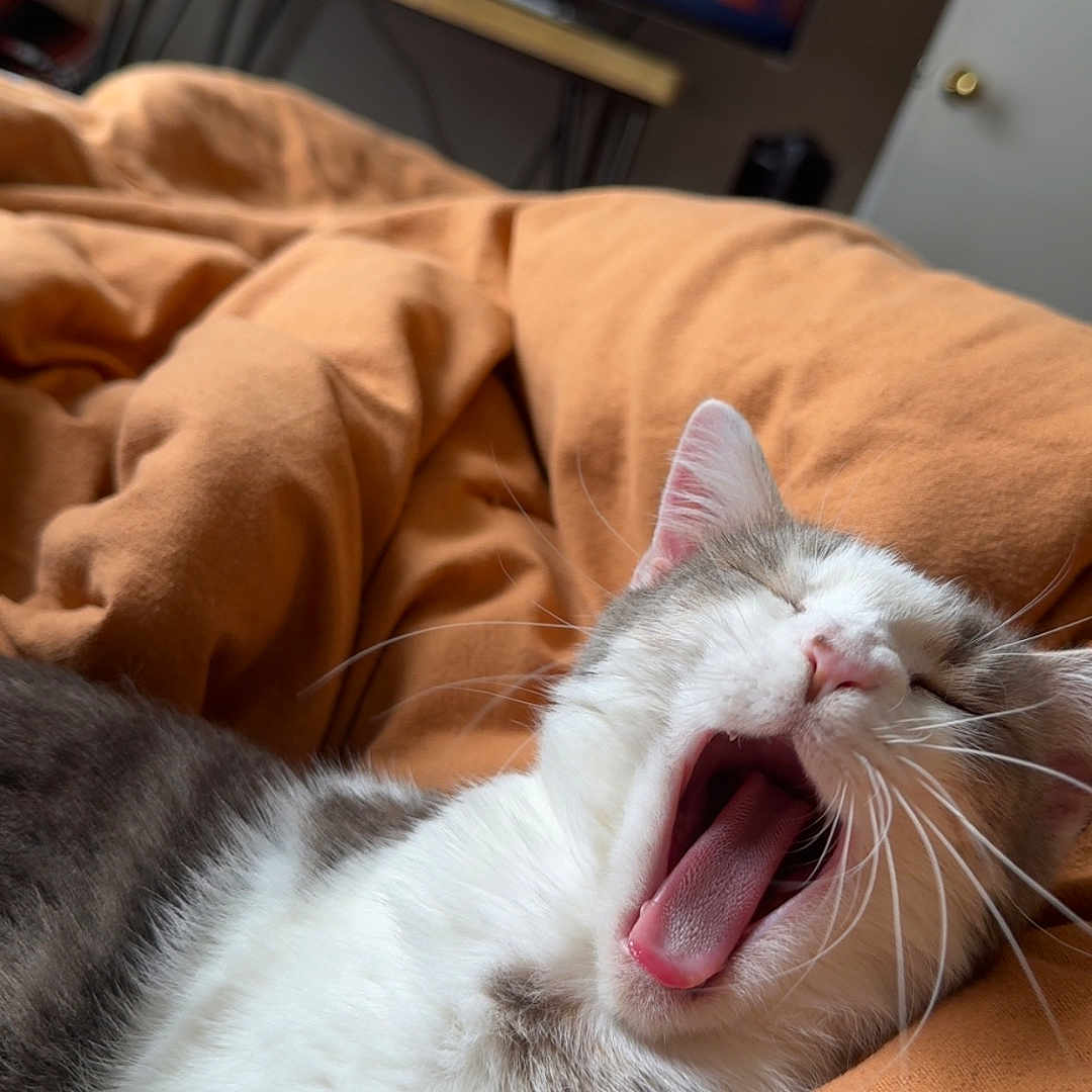 Tisha Grace joined the competition — help win amazing prizes! bedroom, blanket, blurred_background, cat, closeup, cozy, cute, domestic_animal, feline, fur, indoor, mouth_open, orange, pet, relaxed, resting, sleepy, television, whiskers, yawning