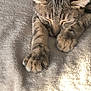 animal, blanket, cat, close_up, cozy, cute, ears, feline, fur, indoor, paws, peaceful, pet, relaxed, resting, sleeping, soft, striped, tabby, whiskers