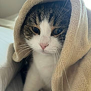 Puma a rejoint le concours — aidez-le/la à gagner de superbes lots ! animal, bed, blanket, cat, closeup, comfort, cozy, curious, cute, domestic, ears, face, feline, fur, indoor, pet, quiet, resting, soft, whiskers